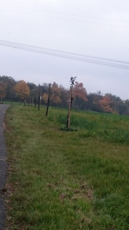 Jeřábové aleje na Lešensku