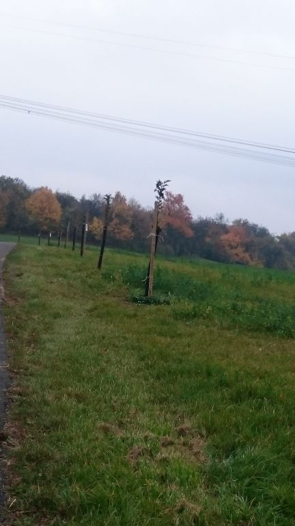 Jeřábové aleje na Lešensku